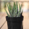 image:imageAltman Plants Assorted Succulents Plants Live Houseplants 12PK Succulent Plants Home Office Plants Live Indoor Plants Live Plants Indoor House Plants Easy Care Plants Desk Plants Kitchen Plants