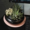 image:imageAltman Plants Assorted Succulents Plants Live Houseplants 12PK Succulent Plants Home Office Plants Live Indoor Plants Live Plants Indoor House Plants Easy Care Plants Desk Plants Kitchen Plants