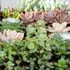 image:imageAltman Plants Bulk Succulents Plants Live Houseplants 20PK Live Succulents Live Plants Live House Plants Indoors Live Live Cactus Plants Live Succulent Plants Live Indoor Plants Live Houseplants