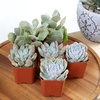 image:imageAltman Plants Bulk Succulents Plants Live Houseplants 20PK Live Succulents Live Plants Live House Plants Indoors Live Live Cactus Plants Live Succulent Plants Live Indoor Plants Live Houseplants
