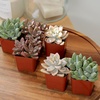image:imageAltman Plants Bulk Succulents Plants Live Houseplants 20PK Live Succulents Live Plants Live House Plants Indoors Live Live Cactus Plants Live Succulent Plants Live Indoor Plants Live Houseplants