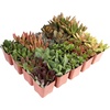 image:imageAltman Plants Bulk Succulents Plants Live Houseplants 20PK Live Succulents Live Plants Live House Plants Indoors Live Live Cactus Plants Live Succulent Plants Live Indoor Plants Live Houseplants