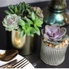image:imageAltman Plants Bulk Succulents Plants Live Houseplants 20PK Live Succulents Live Plants Live House Plants Indoors Live Live Cactus Plants Live Succulent Plants Live Indoor Plants Live Houseplants