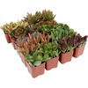 image:imageAltman Plants Bulk Succulents Plants Live Houseplants 20PK Live Succulents Live Plants Live House Plants Indoors Live Live Cactus Plants Live Succulent Plants Live Indoor Plants Live Houseplants