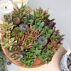 image:imageAltman Plants Bulk Succulents Plants Live Houseplants 20PK Live Succulents Live Plants Live House Plants Indoors Live Live Cactus Plants Live Succulent Plants Live Indoor Plants Live Houseplants