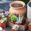 image:imageAltman Plants Bulk Succulents Plants Live Houseplants 20PK Live Succulents Live Plants Live House Plants Indoors Live Live Cactus Plants Live Succulent Plants Live Indoor Plants Live Houseplants