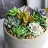 image:imageAltman Plants Bulk Succulents Plants Live Houseplants 20PK Live Succulents Live Plants Live House Plants Indoors Live Live Cactus Plants Live Succulent Plants Live Indoor Plants Live Houseplants