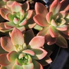 image:imageAltman Plants Bulk Succulents Plants Live Houseplants 20PK Live Succulents Live Plants Live House Plants Indoors Live Live Cactus Plants Live Succulent Plants Live Indoor Plants Live Houseplants