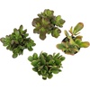 image:imageAltman Plants Classic Jade Plant Pack 6PK Easy Plants Variegated Mosaic Jade Plants Lemon Lime Succulent Plants Live Succulents Live Plants amp Live House Plants in 35 Pots with Succulent Soil25