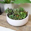image:imageAltman Plants Classic Jade Plant Pack 6PK Easy Plants Variegated Mosaic Jade Plants Lemon Lime Succulent Plants Live Succulents Live Plants amp Live House Plants in 35 Pots with Succulent Soil25