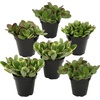 image:imageAltman Plants Classic Jade Plant Pack 6PK Easy Plants Variegated Mosaic Jade Plants Lemon Lime Succulent Plants Live Succulents Live Plants amp Live House Plants in 35 Pots with Succulent Soil35