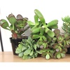 image:imageAltman Plants Classic Jade Plant Pack 6PK Easy Plants Variegated Mosaic Jade Plants Lemon Lime Succulent Plants Live Succulents Live Plants amp Live House Plants in 35 Pots with Succulent Soil25