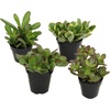image:imageAltman Plants Classic Jade Plant Pack 6PK Easy Plants Variegated Mosaic Jade Plants Lemon Lime Succulent Plants Live Succulents Live Plants amp Live House Plants in 35 Pots with Succulent Soil25