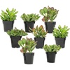image:imageAltman Plants Classic Jade Plant Pack 6PK Easy Plants Variegated Mosaic Jade Plants Lemon Lime Succulent Plants Live Succulents Live Plants amp Live House Plants in 35 Pots with Succulent Soil25