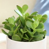 image:imageAltman Plants Classic Jade Plant Pack 6PK Easy Plants Variegated Mosaic Jade Plants Lemon Lime Succulent Plants Live Succulents Live Plants amp Live House Plants in 35 Pots with Succulent Soil25