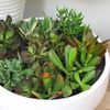 image:imageAltman Plants Classic Jade Plant Pack 6PK Easy Plants Variegated Mosaic Jade Plants Lemon Lime Succulent Plants Live Succulents Live Plants amp Live House Plants in 35 Pots with Succulent Soil25