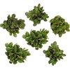 image:imageAltman Plants Classic Jade Plant Pack 6PK Easy Plants Variegated Mosaic Jade Plants Lemon Lime Succulent Plants Live Succulents Live Plants amp Live House Plants in 35 Pots with Succulent Soil35