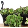 image:imageAltman Plants Classic Jade Plant Pack 6PK Easy Plants Variegated Mosaic Jade Plants Lemon Lime Succulent Plants Live Succulents Live Plants amp Live House Plants in 35 Pots with Succulent Soil35