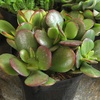 image:imageAltman Plants Classic Jade Plant Pack 6PK Easy Plants Variegated Mosaic Jade Plants Lemon Lime Succulent Plants Live Succulents Live Plants amp Live House Plants in 35 Pots with Succulent Soil25