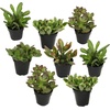 image:imageAltman Plants Classic Jade Plant Pack 6PK Easy Plants Variegated Mosaic Jade Plants Lemon Lime Succulent Plants Live Succulents Live Plants amp Live House Plants in 35 Pots with Succulent Soil25