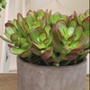 image:imageAltman Plants Classic Jade Plant Pack 6PK Easy Plants Variegated Mosaic Jade Plants Lemon Lime Succulent Plants Live Succulents Live Plants amp Live House Plants in 35 Pots with Succulent Soil25