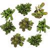 image:imageAltman Plants Classic Jade Plant Pack 6PK Easy Plants Variegated Mosaic Jade Plants Lemon Lime Succulent Plants Live Succulents Live Plants amp Live House Plants in 35 Pots with Succulent Soil25