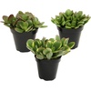 image:imageAltman Plants Classic Jade Plant Pack 6PK Easy Plants Variegated Mosaic Jade Plants Lemon Lime Succulent Plants Live Succulents Live Plants amp Live House Plants in 35 Pots with Succulent Soil35