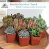 image:imageAltman Plants Deluxe Live Succulents 12 Pack 6 Unique Varieties in Sets of 2 Assorted Colors amp Shapes Easy Plant Care 2 in Pots12PACK