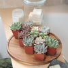 image:imageAltman Plants Deluxe Live Succulents 12 Pack 6 Unique Varieties in Sets of 2 Assorted Colors amp Shapes Easy Plant Care 2 in Pots12PACK