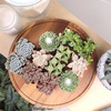 image:imageAltman Plants Deluxe Live Succulents 12 Pack 6 Unique Varieties in Sets of 2 Assorted Colors amp Shapes Easy Plant Care 2 in Pots12PACK
