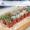 image:imageAltman Plants Deluxe Live Succulents 12 Pack 6 Unique Varieties in Sets of 2 Assorted Colors amp Shapes Easy Plant Care 2 in Pots12PACK