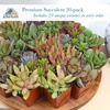 image:imageAltman Plants Deluxe Live Succulents 12 Pack 6 Unique Varieties in Sets of 2 Assorted Colors amp Shapes Easy Plant Care 2 in Pots20PACK
