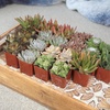 image:imageAltman Plants Deluxe Live Succulents 12 Pack 6 Unique Varieties in Sets of 2 Assorted Colors amp Shapes Easy Plant Care 2 in Pots20PACK