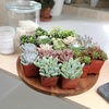image:imageAltman Plants Deluxe Live Succulents 12 Pack 6 Unique Varieties in Sets of 2 Assorted Colors amp Shapes Easy Plant Care 2 in Pots20PACK