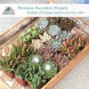 image:imageAltman Plants Deluxe Live Succulents 12 Pack 6 Unique Varieties in Sets of 2 Assorted Colors amp Shapes Easy Plant Care 2 in Pots20PACK