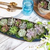 image:imageAltman Plants Deluxe Live Succulents 12 Pack 6 Unique Varieties in Sets of 2 Assorted Colors amp Shapes Easy Plant Care 2 in Pots50PACK