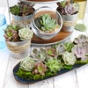 image:imageAltman Plants Deluxe Live Succulents 12 Pack 6 Unique Varieties in Sets of 2 Assorted Colors amp Shapes Easy Plant Care 2 in Pots50PACK