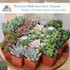 image:imageAltman Plants Deluxe Live Succulents 12 Pack 6 Unique Varieties in Sets of 2 Assorted Colors amp Shapes Easy Plant Care 2 in Pots50PACK