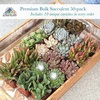 image:imageAltman Plants Deluxe Live Succulents 12 Pack 6 Unique Varieties in Sets of 2 Assorted Colors amp Shapes Easy Plant Care 2 in Pots50PACK