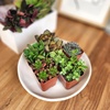 image:imageAltman Plants Deluxe Live Succulents 12 Pack 6 Unique Varieties in Sets of 2 Assorted Colors amp Shapes Easy Plant Care 2 in Pots6PACK
