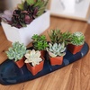 image:imageAltman Plants Deluxe Live Succulents 12 Pack 6 Unique Varieties in Sets of 2 Assorted Colors amp Shapes Easy Plant Care 2 in Pots6PACK