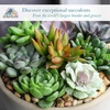 image:imageAltman Plants Deluxe Live Succulents 12 Pack 6 Unique Varieties in Sets of 2 Assorted Colors amp Shapes Easy Plant Care 2 in Pots6PACK