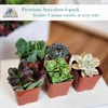 image:imageAltman Plants Deluxe Live Succulents 12 Pack 6 Unique Varieties in Sets of 2 Assorted Colors amp Shapes Easy Plant Care 2 in Pots6PACK