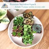 image:imageAltman Plants Deluxe Live Succulents 12 Pack 6 Unique Varieties in Sets of 2 Assorted Colors amp Shapes Easy Plant Care 2 in Pots6PACK