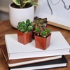 image:imageAltman Plants Deluxe Live Succulents 12 Pack 6 Unique Varieties in Sets of 2 Assorted Colors amp Shapes Easy Plant Care 2 in Pots6PACK