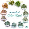 image:imageAltman Plants Deluxe Live Succulents 6 Pack No Duplicates Assorted Varieties amp Shapes Easy Plant Care 2 in Pots
