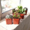 image:imageAltman Plants Deluxe Live Succulents 6 Pack No Duplicates Assorted Varieties amp Shapes Easy Plant Care 2 in Pots