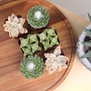 image:imageAltman Plants Deluxe Live Succulents 6 Pack No Duplicates Assorted Varieties amp Shapes Easy Plant Care 2 in Pots