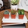 image:imageAltman Plants Deluxe Live Succulents 6 Pack No Duplicates Assorted Varieties amp Shapes Easy Plant Care 2 in Pots