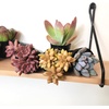 image:imageAltman Plants Desert Fire Live Succulents 4Pack Mini Plants Succulent Mix Live Plants Mini Succulents House Plants Live Succulent Plants Outdoor amp Indoor Plants for Event Wedding Kid CraftsMulticolor